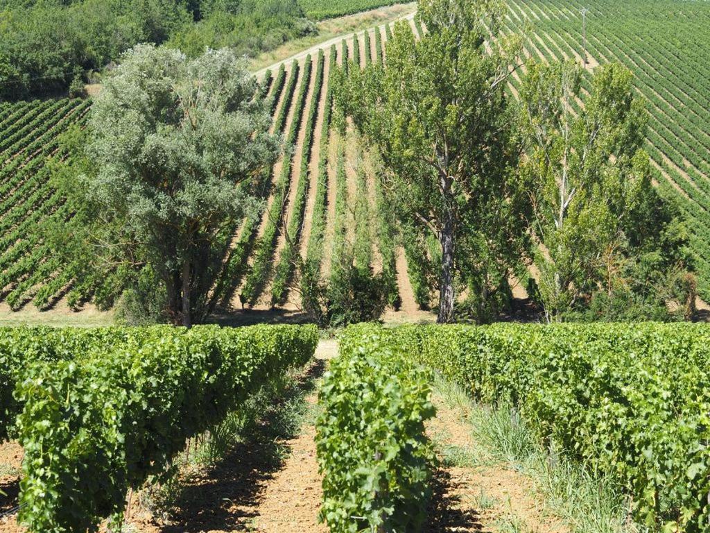 Le Mas De Doat, Gite De Charme 4 Etoiles Dans Le Triangle D Or Proche Gaillac Et Albi Senouillac Exteriör bild